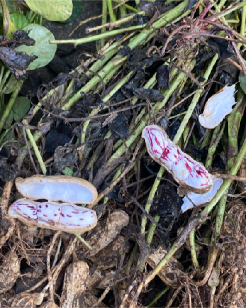 云南黑皮花生米七彩花生米一手货源货源充足可长期供应