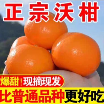 福建漳州正宗沃柑应季新鲜橘子整箱批发包邮