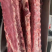 精品猪肉基地直供，多肉龙骨颜色鲜艳多肉货源充足