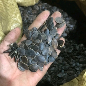 黑瓜子南非黑金钢香瓜子米线瓜子！剥壳和泡酒用
