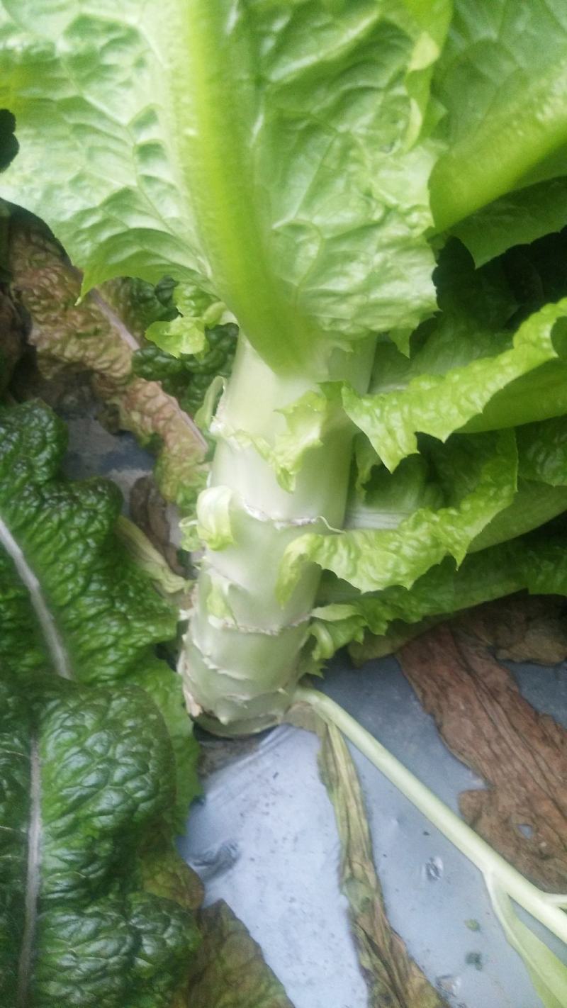 莴苣