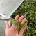 薄荷芽薄荷苗大量出售中，欢迎咨询洽谈采购质量保证