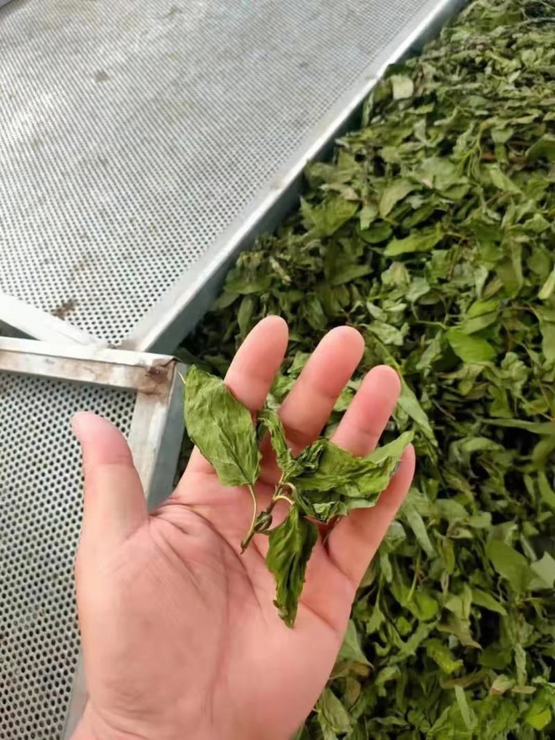 薄荷芽薄荷苗大量出售中，欢迎咨询洽谈采购质量保证