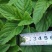 薄荷芽薄荷苗大量出售中，欢迎咨询洽谈采购质量保证