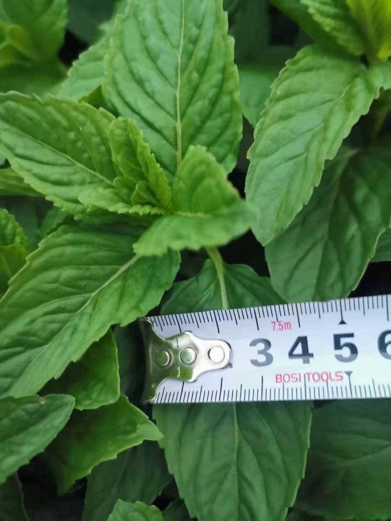 薄荷芽薄荷苗大量出售中，欢迎咨询洽谈采购质量保证