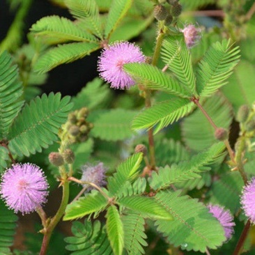 含羞草种子种籽小盆栽孑植物室内害羞草怕羞草阳台四季趣味绿