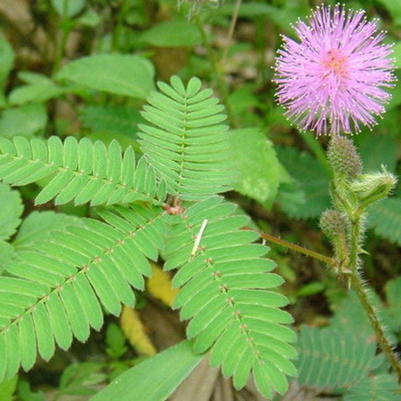 含羞草种子种籽小盆栽孑植物室内害羞草怕羞草阳台四季趣味绿