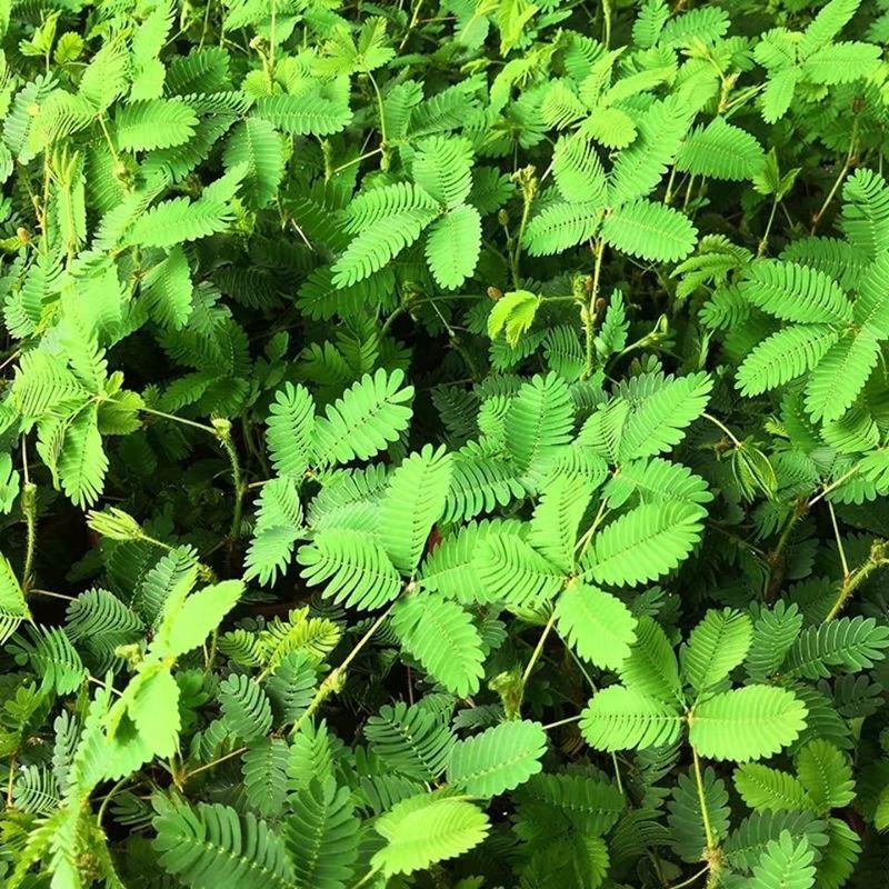 含羞草种子种籽小盆栽孑植物室内害羞草怕羞草阳台四季趣味绿