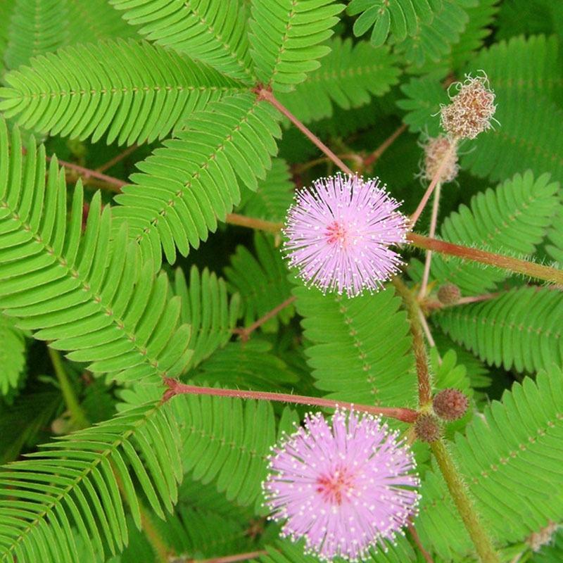 含羞草种子种籽小盆栽孑植物室内害羞草怕羞草阳台四季趣味绿