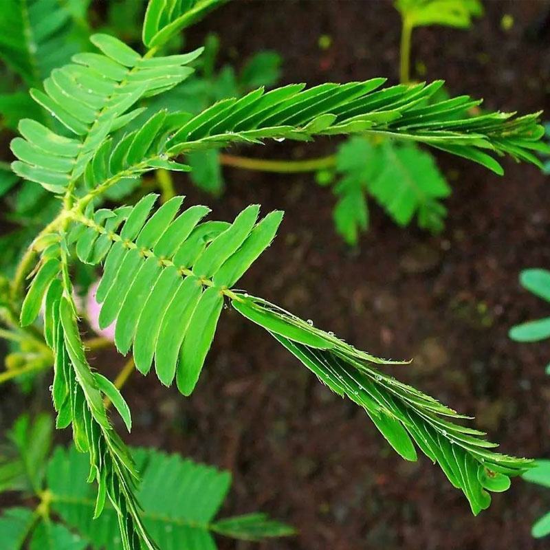 含羞草种子种籽小盆栽孑植物室内害羞草怕羞草阳台四季趣味绿