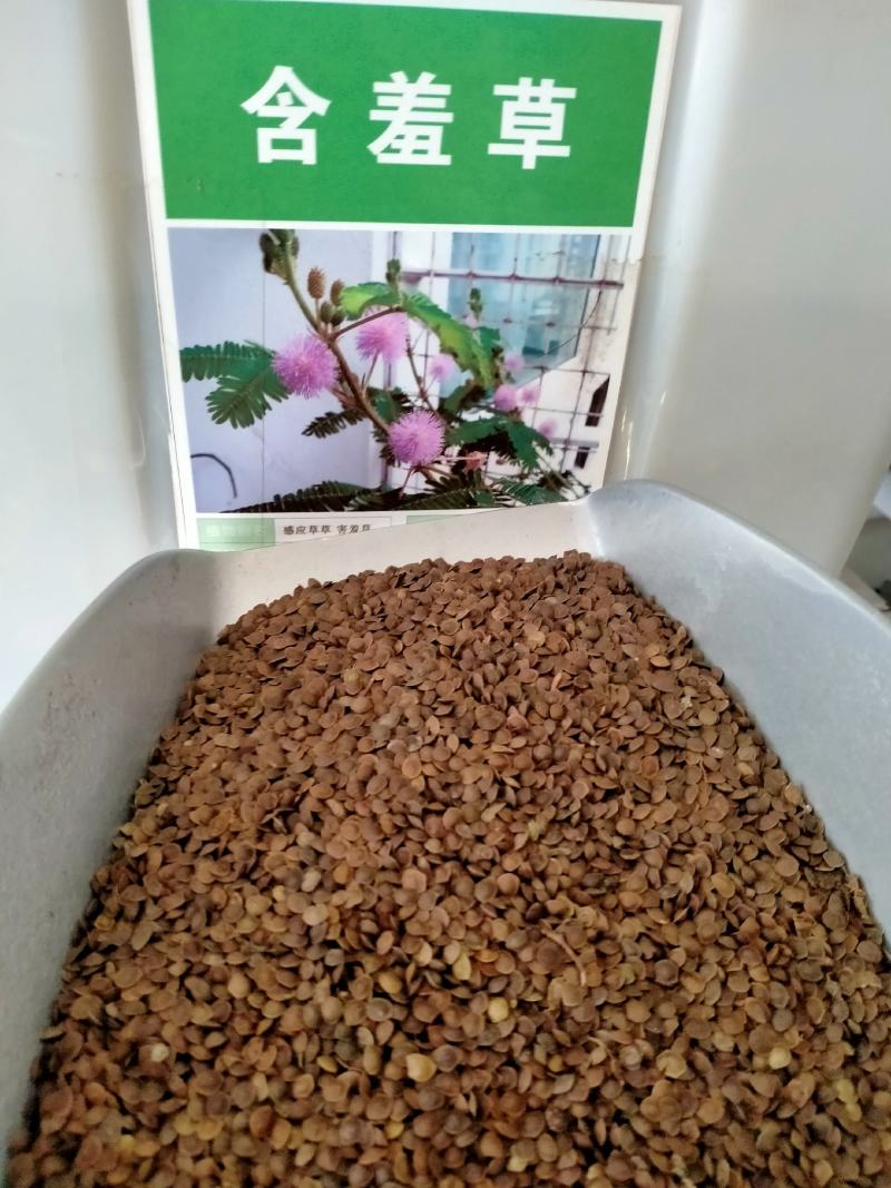 含羞草种子种籽小盆栽孑植物室内害羞草怕羞草阳台四季趣味绿
