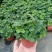 含羞草种子种籽小盆栽孑植物室内害羞草怕羞草阳台四季趣味绿