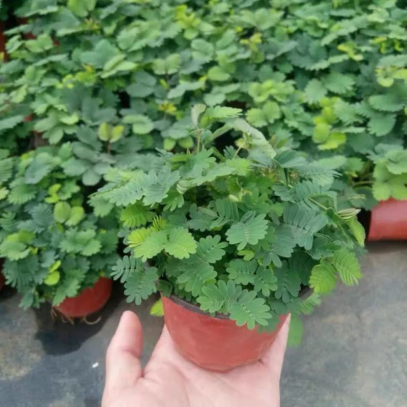 含羞草种子种籽小盆栽孑植物室内害羞草怕羞草阳台四季趣味绿