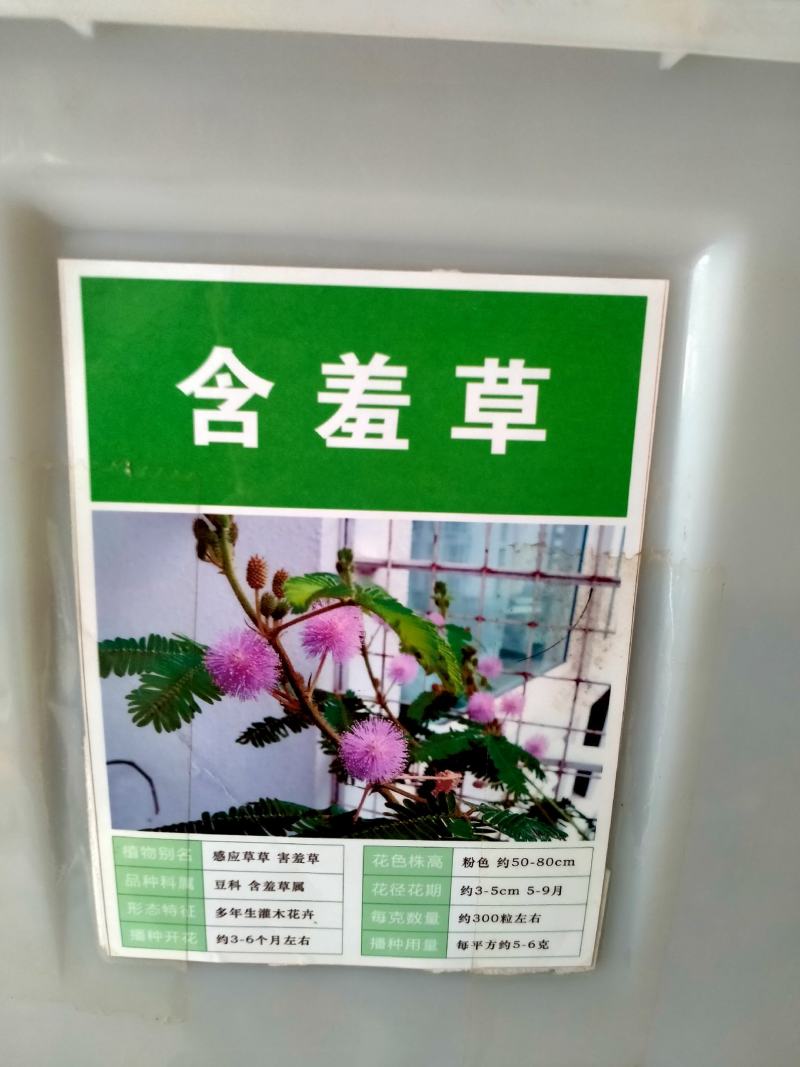 含羞草种子种籽小盆栽孑植物室内害羞草怕羞草阳台四季趣味绿