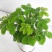 含羞草种子种籽小盆栽孑植物室内害羞草怕羞草阳台四季趣味绿