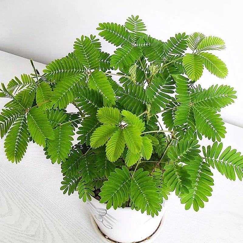含羞草种子种籽小盆栽孑植物室内害羞草怕羞草阳台四季趣味绿