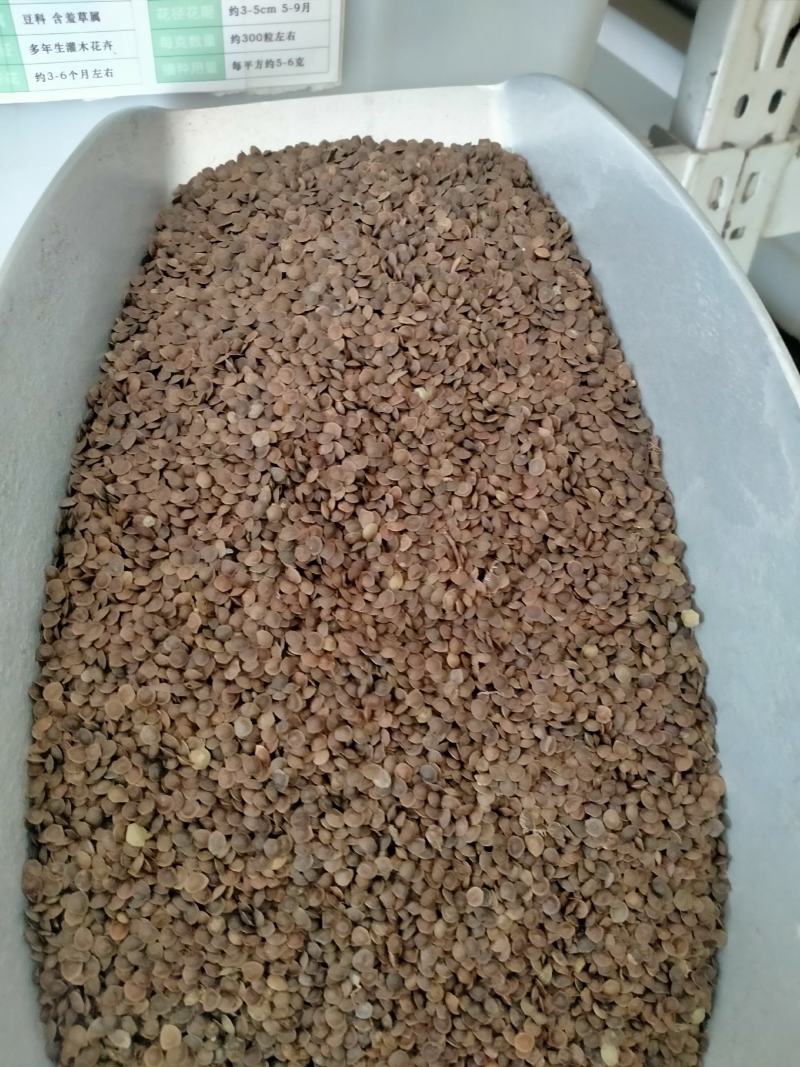 含羞草种子种籽小盆栽孑植物室内害羞草怕羞草阳台四季趣味绿