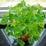含羞草种子种籽小盆栽孑植物室内害羞草怕羞草阳台四季趣味绿