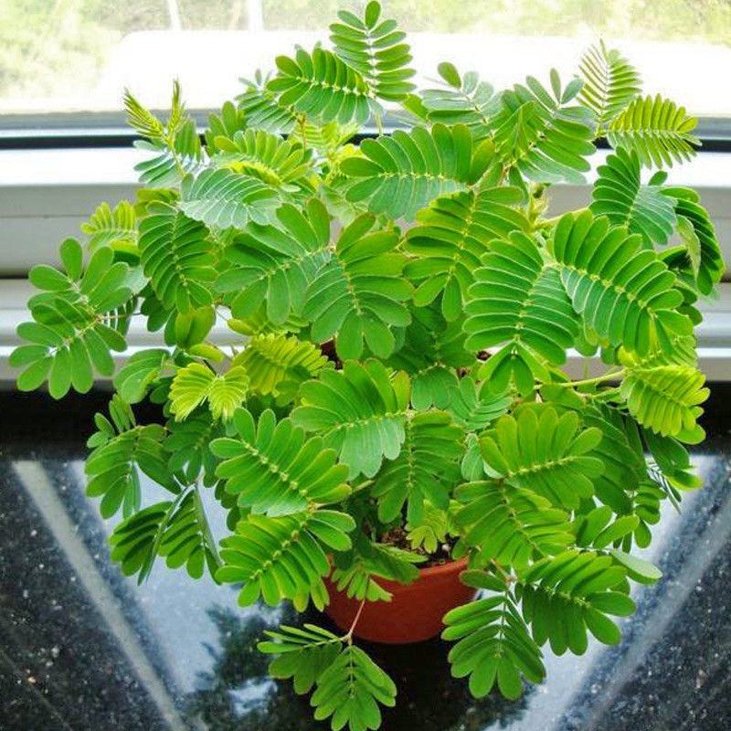 含羞草种子种籽小盆栽孑植物室内害羞草怕羞草阳台四季趣味绿