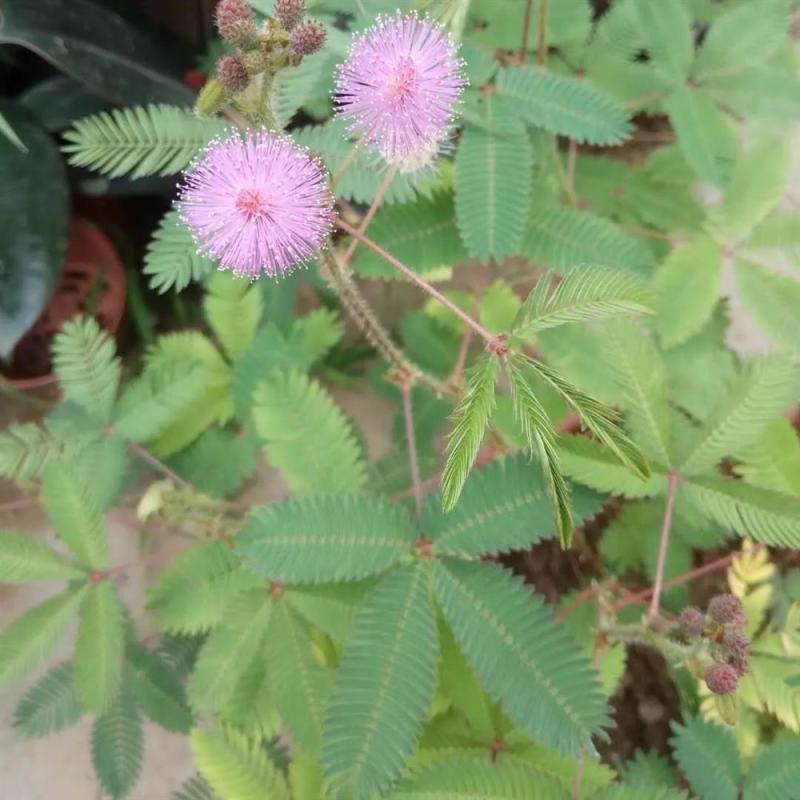 含羞草种子种籽小盆栽孑植物室内害羞草怕羞草阳台四季趣味绿