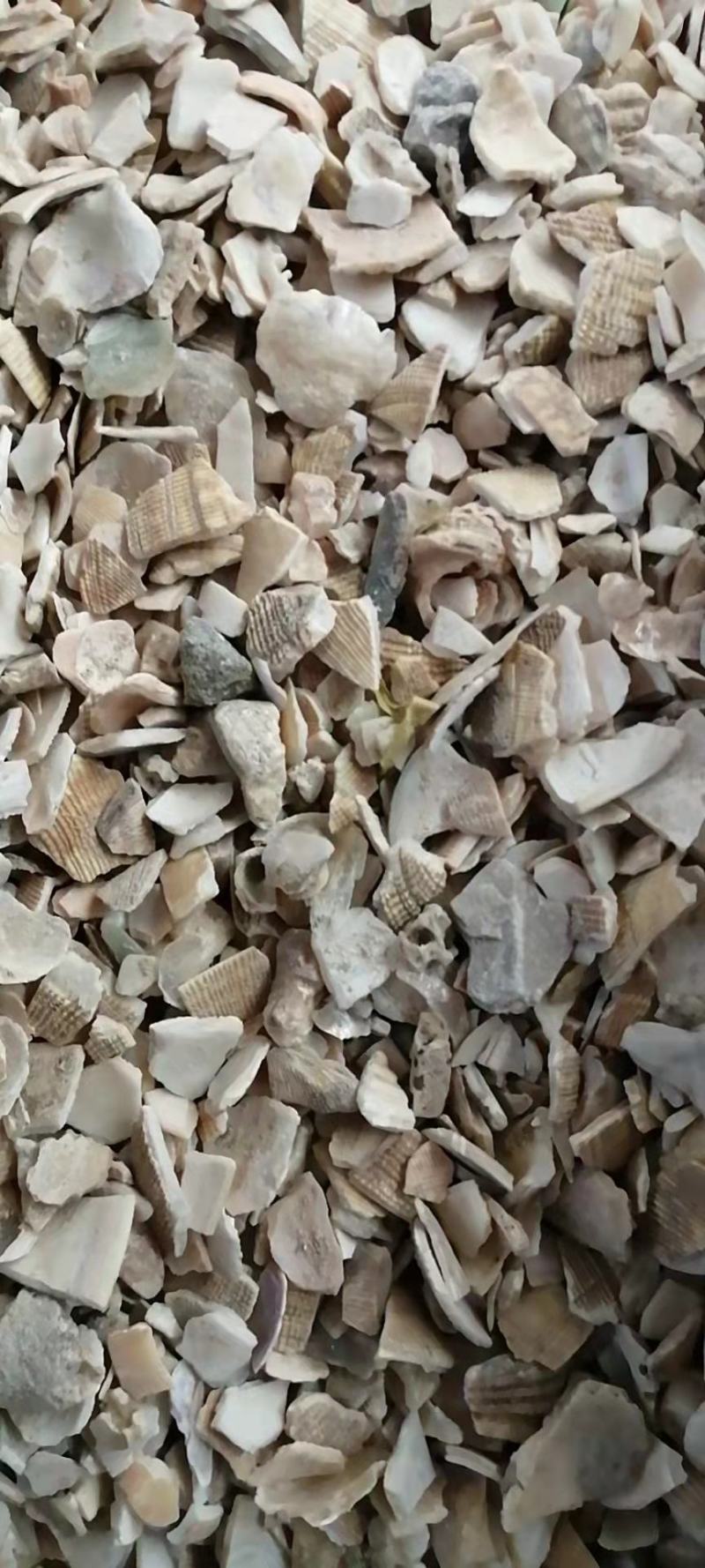 蛤壳蛤壳粒海蛤壳各种矿石类中药材