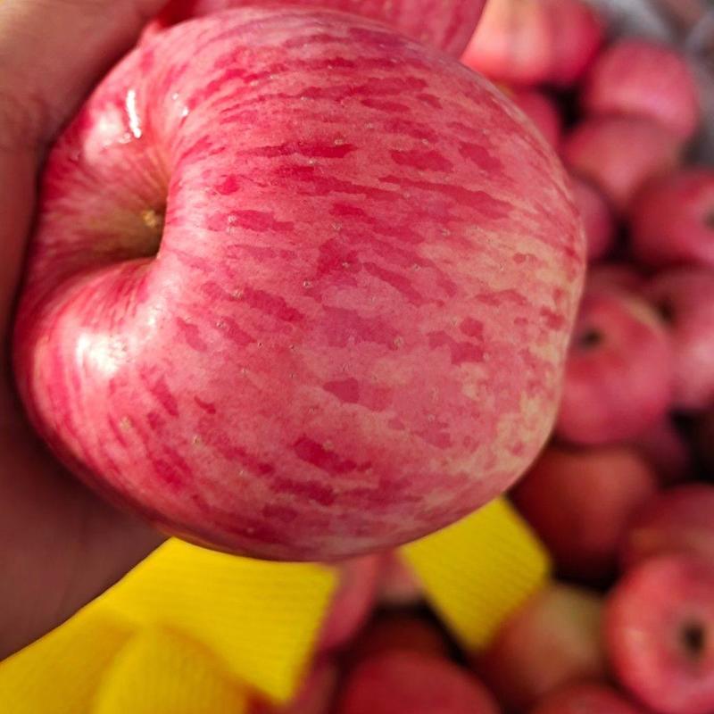 手选精品纸加膜红富士苹果纸袋膜带苹果口感脆甜。