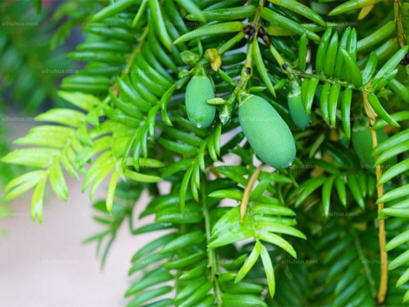 嵊州特优级香榧，珍珠榧，老龄树，绝无差果，诚信经营