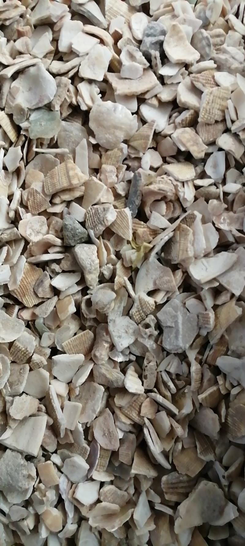 蛤壳海蛤壳蛤壳片冷背药材齐全不满意可退换货