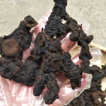 黄精制黄精九蒸九晒野生黄精中药材