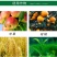 石硫合剂石硫合剂杀菌剂杀螨剂果树清园药杀菌剂