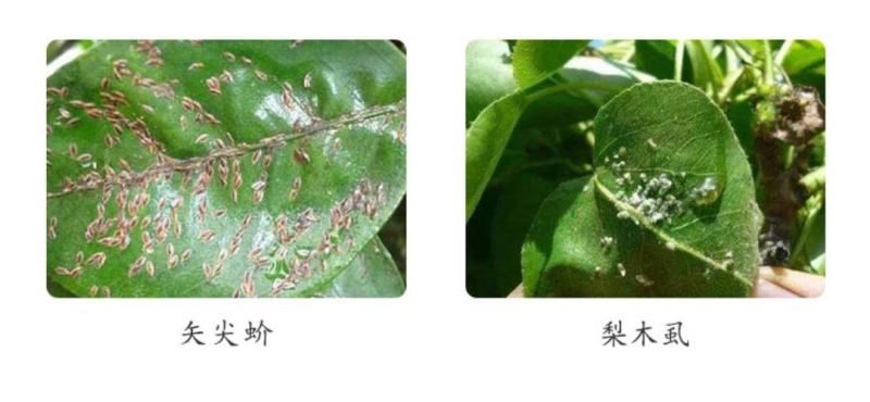 石硫合剂石硫合剂杀菌剂杀螨剂果树清园药杀菌剂