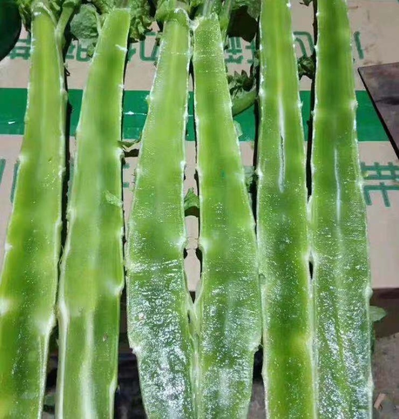 【莴苣】山东精品莴笋杆子货量充足代发全国坏单包赔