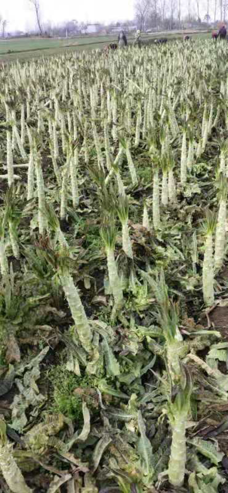 【莴苣】山东精品莴笋杆子货量充足代发全国坏单包赔