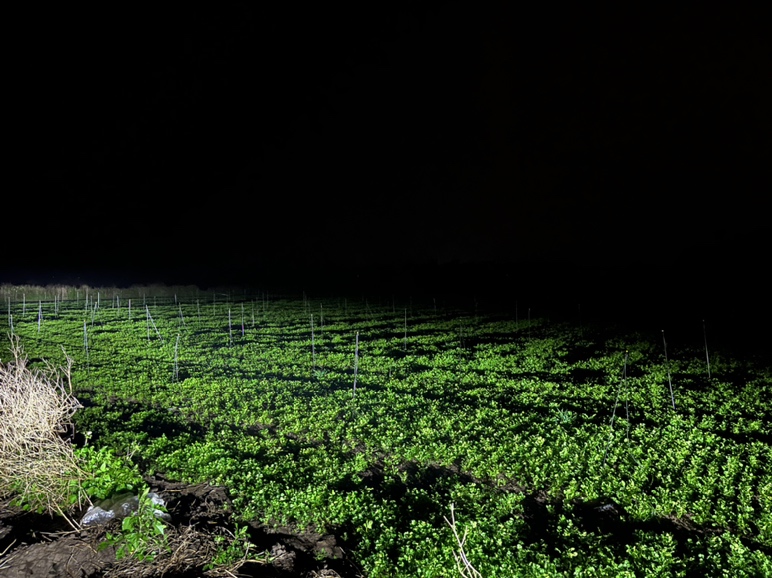夜晚餐桌上的生菜沙拉