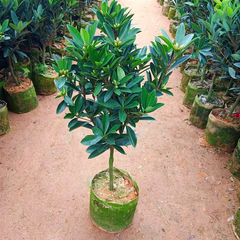 四季杜鹃红山茶盆栽带花苞山茶花新品种花卉树苗四季开花