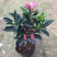 四季杜鹃红山茶盆栽带花苞山茶花新品种花卉树苗四季开花