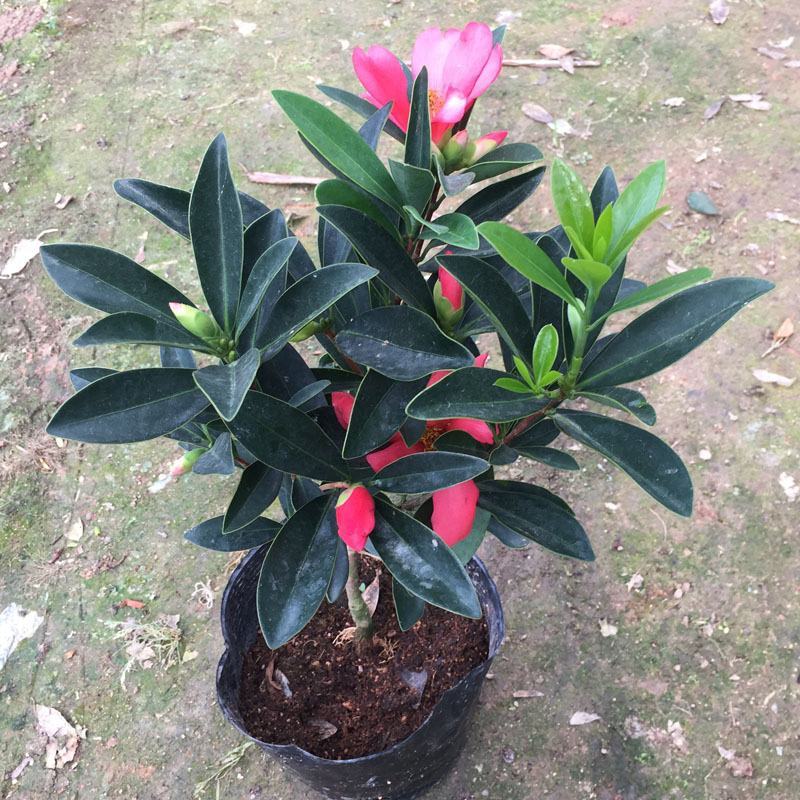 四季杜鹃红山茶盆栽带花苞山茶花新品种花卉树苗四季开花