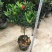 四季杜鹃红山茶盆栽带花苞山茶花新品种花卉树苗四季开花
