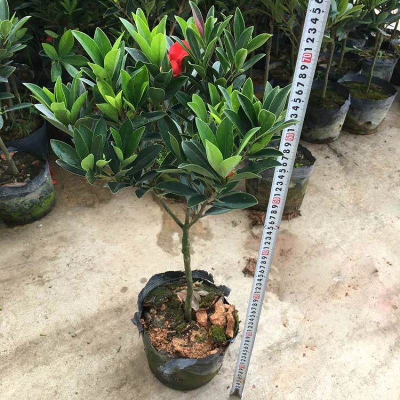 四季杜鹃红山茶盆栽带花苞山茶花新品种花卉树苗四季开花