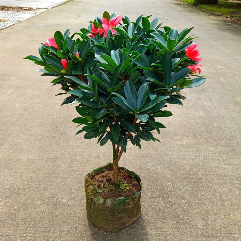 四季杜鹃红山茶盆栽带花苞山茶花新品种花卉树苗四季开花