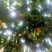 金花茶干花、广西大瑶山金花茶冻干