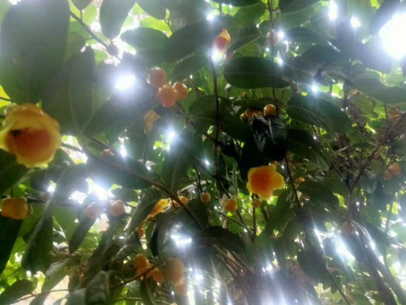 金花茶干花、广西大瑶山金花茶冻干