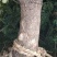嵊州特优级香榧，珍珠榧，老龄树，绝无差果，诚信经营