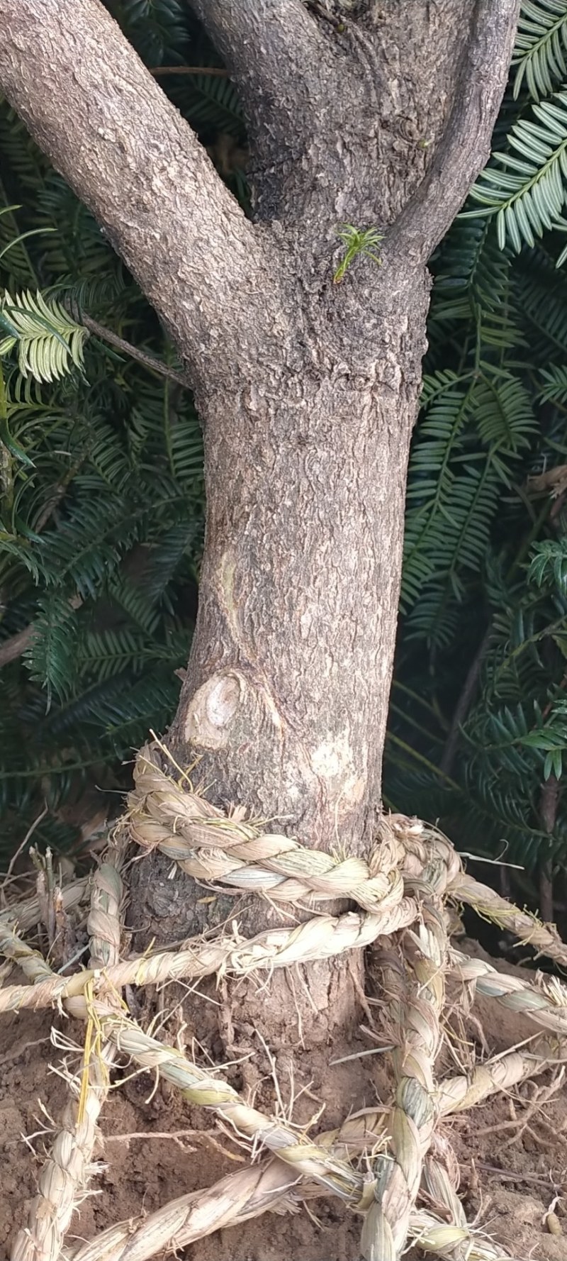 嵊州特优级香榧，珍珠榧，老龄树，绝无差果，诚信经营