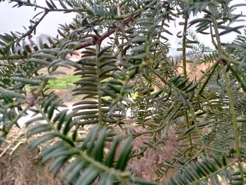 嵊州特优级香榧，珍珠榧，老龄树，绝无差果，诚信经营