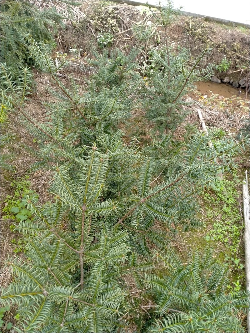 嵊州特优级香榧，珍珠榧，老龄树，绝无差果，诚信经营