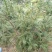 嵊州特优级香榧，珍珠榧，老龄树，绝无差果，诚信经营
