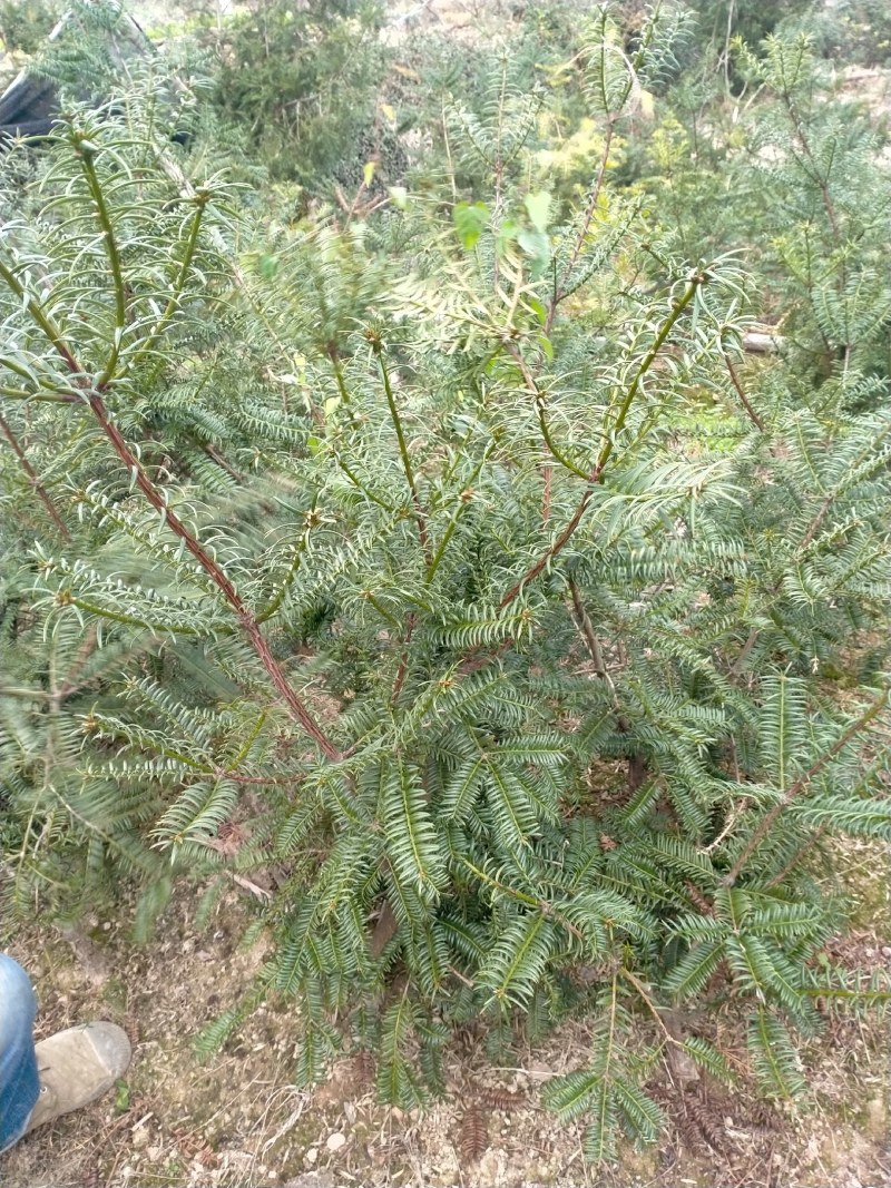 嵊州特优级香榧，珍珠榧，老龄树，绝无差果，诚信经营