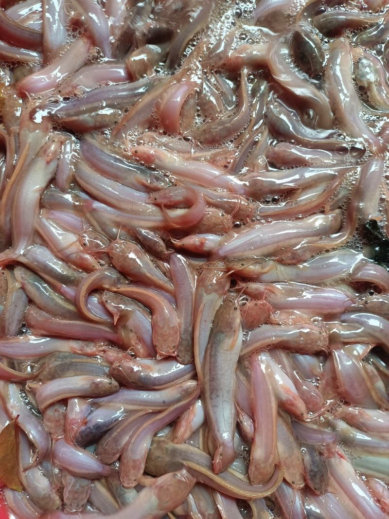 塘鲺鱼苗，本地三黄塘角鱼苗，鱼场直批，质量保证。