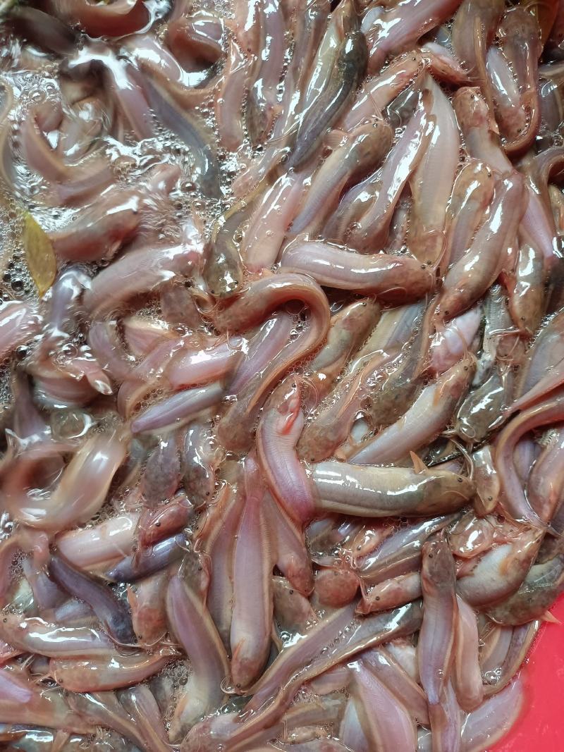 塘鲺鱼苗，本地三黄塘角鱼苗，鱼场直批，质量保证。